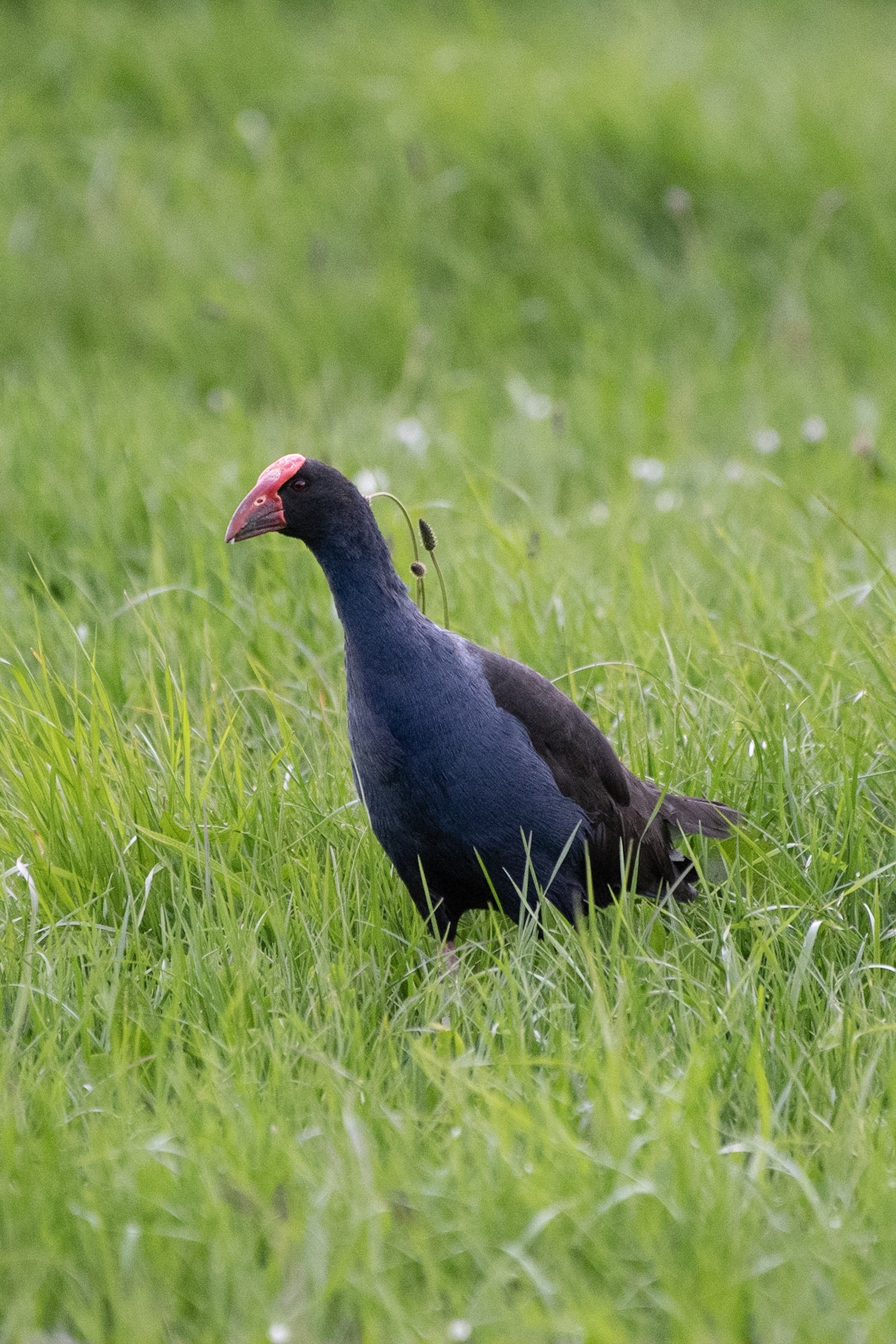 the-pukeko