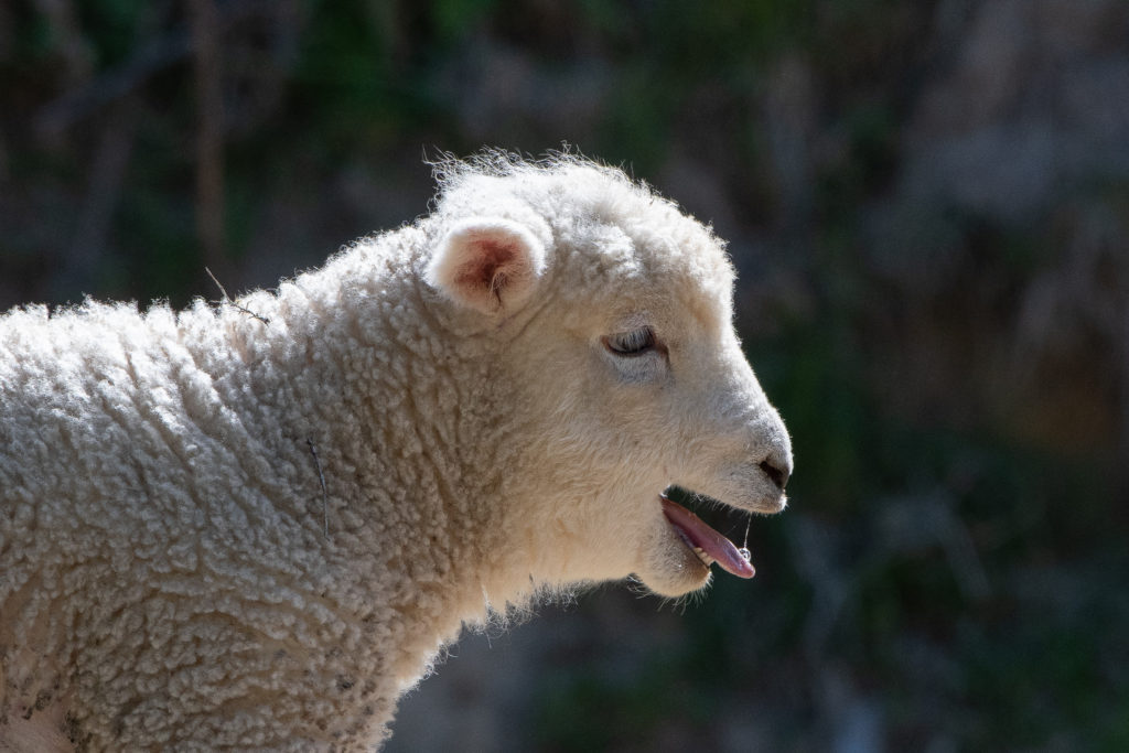 The hills are alive with the bleating of lambs