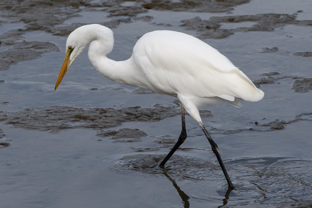 Kōtuku at the Motueka Marina