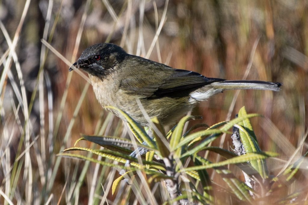 Typical bellbird markings