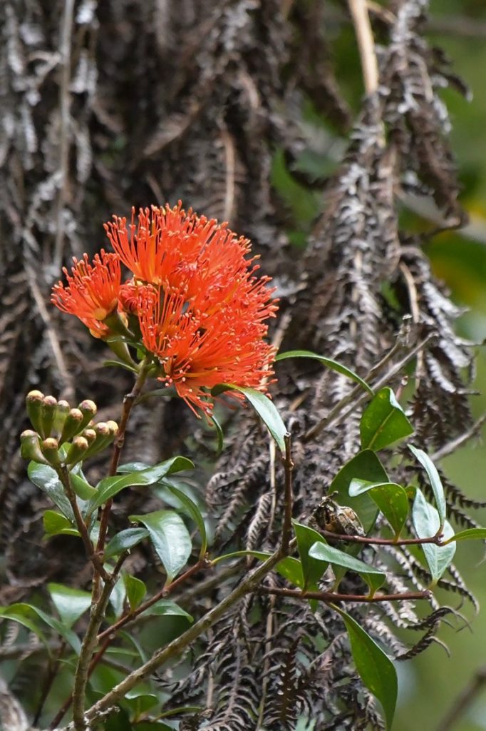 Nz Southern Rata Southern rata near Wainui Falls