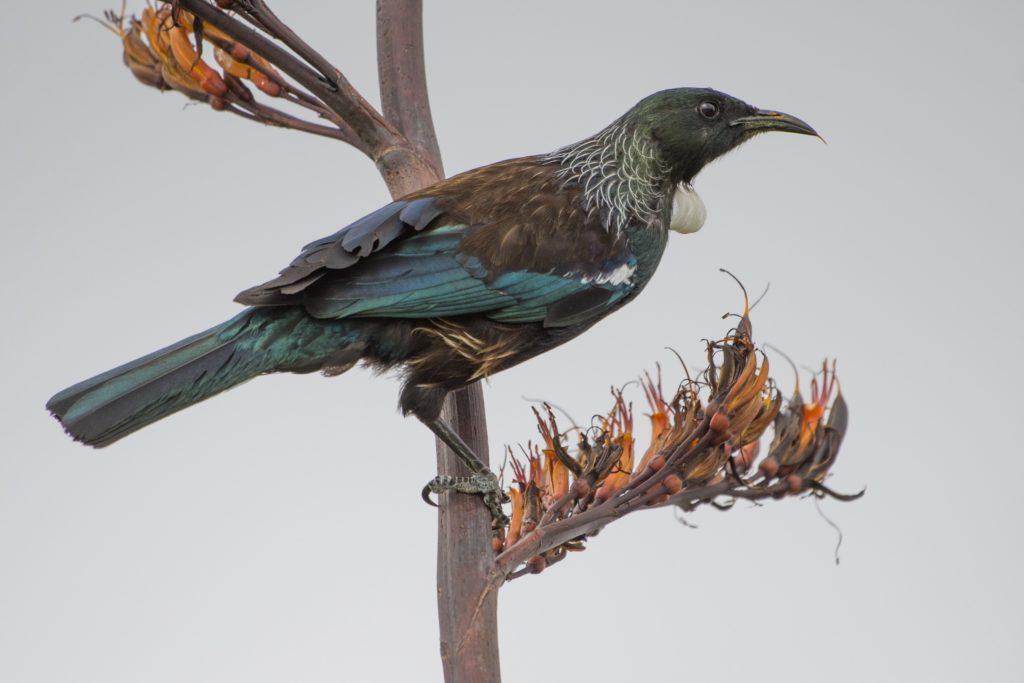 Tui Colouring In Tui on flax